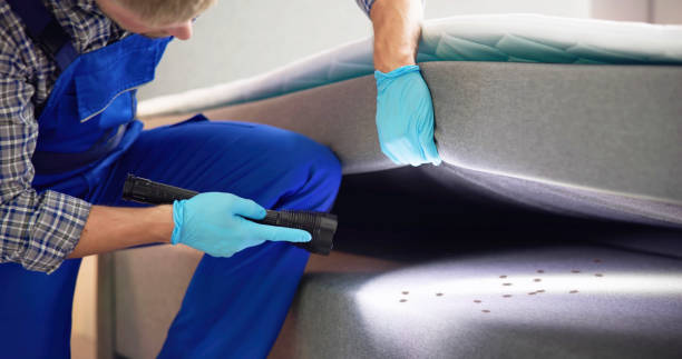 Best Wasp Removal Services  in Lockport, NY