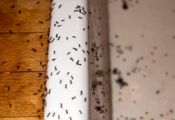 Best Spider Control Near Me  in Lockport, NY